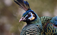 Indian peafowl (Pavo cristatus)